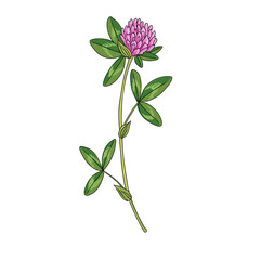 vector drawing red clover