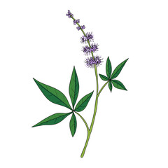 vector drawing chasteberry