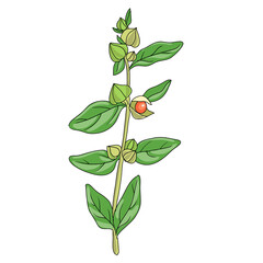 vector drawing ashwagandha