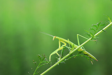 Mantis lives on weeds in the North China Plain