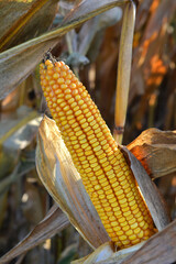 A cob ripened on a corn stalk