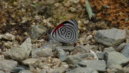 Fototapeta na wymiar Anna`s achtundachzig, Diaethria anna, ein Schmetterling, der in den tropischen Wäldern in Mittel- und Südamerika lebt. Hier Ecuador.