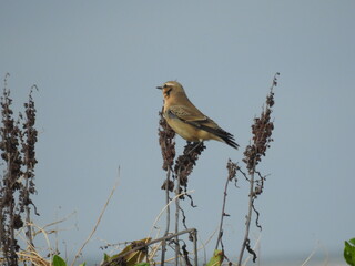 Little bird on plant twigs