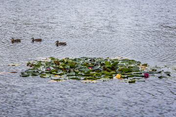 Ducks and lillies on Stoborowe Lake near Wejherowo town, Kashubia region, part of Pomerania Province of Poland