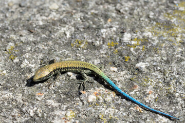 the Medulas, an old Roman gold mining operation in the El Bierzo region, Leon province, autonomous community of Castilla y Leon.