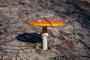 Fly agaric also called fly amanita in a forest in Mazowsze region of Poland