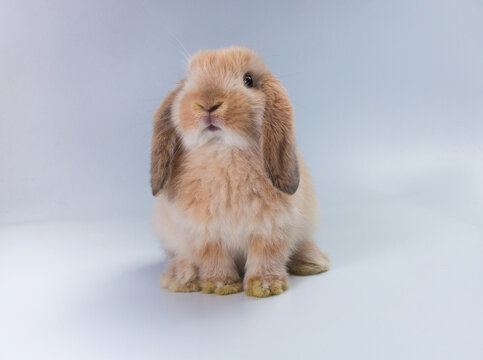Beautiful minilop rabbit on a white background