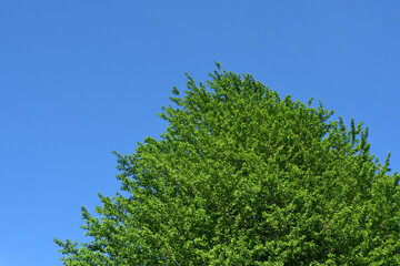 Tree with bright green leaves.