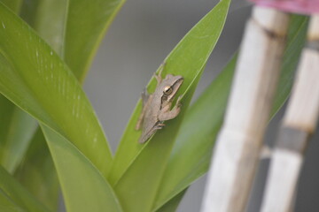 the frog is on the leaf