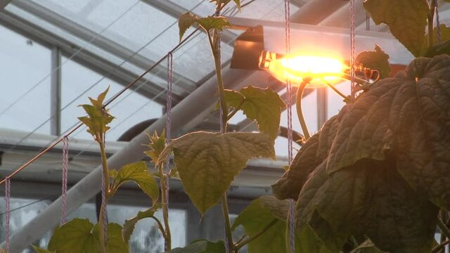 Blooming cucumbers in a hydroponic greenhouse under halogen lighting.