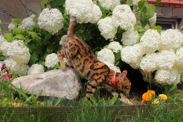 bengal cat