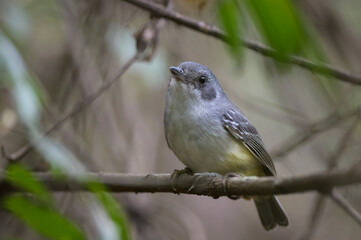 Dysithamnus mentalis aequatorialis