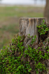 Closed up view of a tree stump in a daytime. Wooden texture natural background.