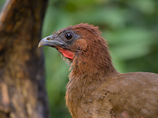 Ortalis erythroptera