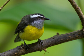 Coereba flaveola intermedia