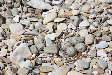 stones on the beach,  eggs on the rocks