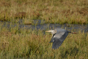 Ardea cinerea
