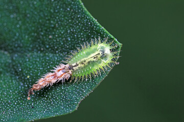 Fototapeta premium Carabidae insect larva live on green leaves