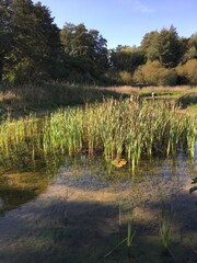 Teich mit Schilf im Park links der Weser in Bremen