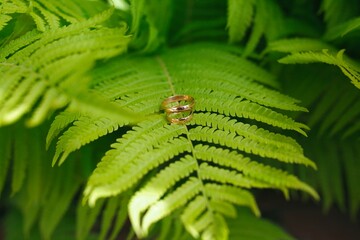 Two gold wedding rings lie on a green fern leaf. Wedding rings on a background of greenery and fern leaves. Copy space, top view, flat lay. Rustic composition. Botanical chic. Photo series
