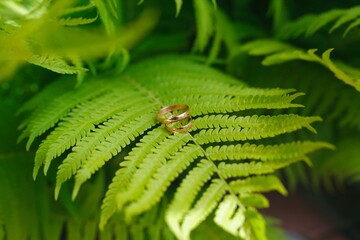 Two gold wedding rings lie on a green fern leaf. Wedding rings on a background of greenery and fern leaves. Copy space, top view, flat lay. Rustic composition. Botanical chic. Photo series