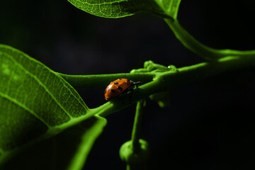 Joaninha caminhando sobre um galho verde cheio de folhas com o fundo preto.
