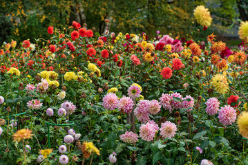 Fototapeta premium dahlias in the fall garden