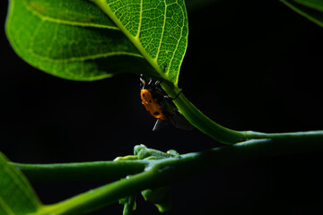 Joaninha caminhando sobre um galho verde cheio de folhas com o fundo preto.