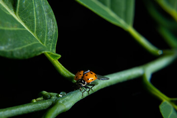 Joaninha caminhando sobre um galho verde cheio de folhas com o fundo preto.