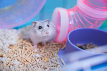 A white Dzungarian hamster in a multicolored cage with pipes, a wheel, a bowl of food, filler, and cotton sits in the pipe and looks curiously