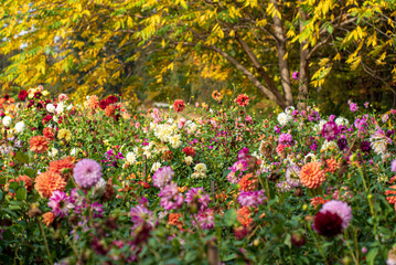 dahlias in the fall garden