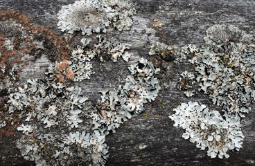 Close Up of Lichen Growing on Old Timber  Beam 