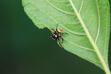 Flies on plants in the nature, North China Plain