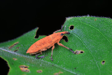 Weevil crawling on wild plants, North China