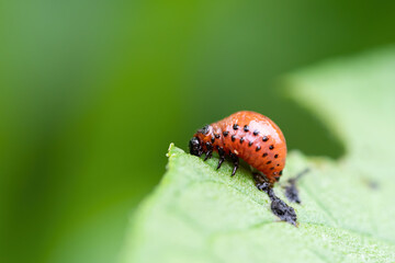 Colorado beetle (Leptinotarsa decemlineata) larvae eating leaf of potato plant. Close-up of insect...