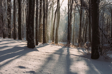 Sun setting in frozen forest with snow