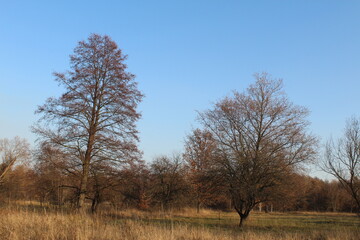 trees in autumn