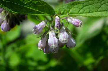 Purple Comfrey. Flowers and buds on Common Comfrey (Symphytum officinale, symphytum grandiflorum)...