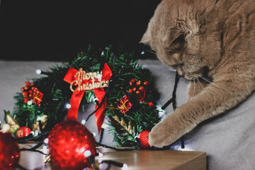 christmas tree decorations with cat