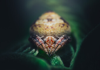 Closeup of a Hump Back Araneid Spider