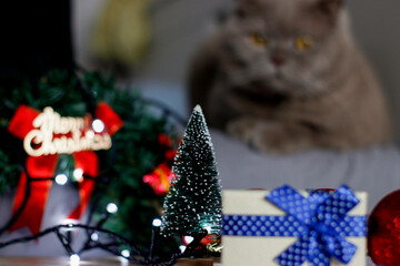 christmas tree decorations with cat