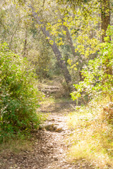 Mountainous path of Mediterranean landscape, with pines and carob trees