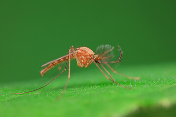 Mosquitoes live on the leaves of wild plants, North China