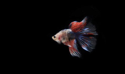 Small Colorful Betta or siamese fighting fish or cupang, at Black background