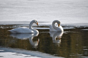 白鳥のつがい