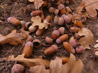 There are many acorns on the ground in autumn in the oak forest © Станислав Тибатин