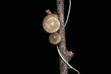 Fototapeta premium The snail crawls on the green leaves