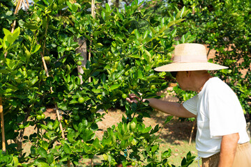 senior retired asian man growing lime tree in farm. farmer concept