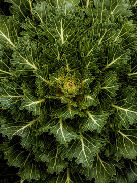 cabbage macro