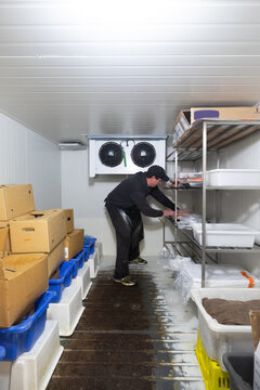 Fishmonger in store coolroom
